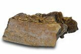Fossil Dinosaur Bone Section - Wyoming #381187-1